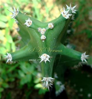  Phylloclade